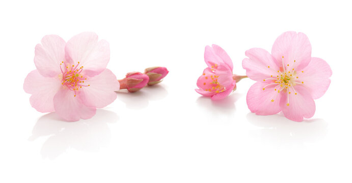 桜 花 ピンク 春 白 背景 セット