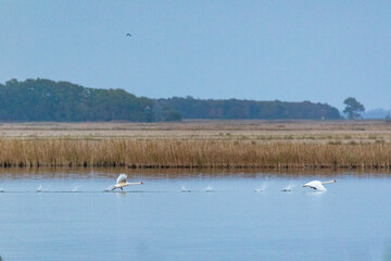 Schwäne beim Flugstart am Bodden vor Zingst.