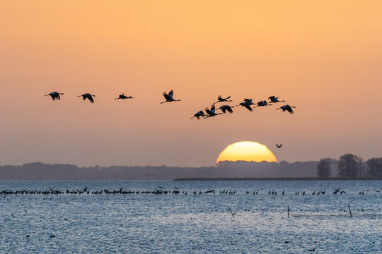 Kraniche zum Sonnenaufgang am Bodden vor Zingst.