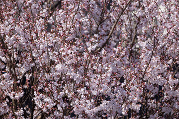 満開の梅の花