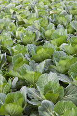 Cabbage of green vegetables in the cultivated area, agriculture in rural areas on the high mountain at Phu Thap Boek, Phetchabun, Thailand