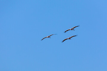Kraniche im Anflug.