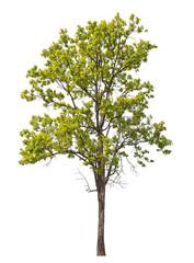 Green tree isolated on transparent background with clipping path, single tree with clipping path and alpha channel.
