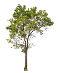 Green tree isolated on transparent background with clipping path, single tree with clipping path and alpha channel.