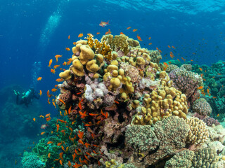 Coral reef Egypt