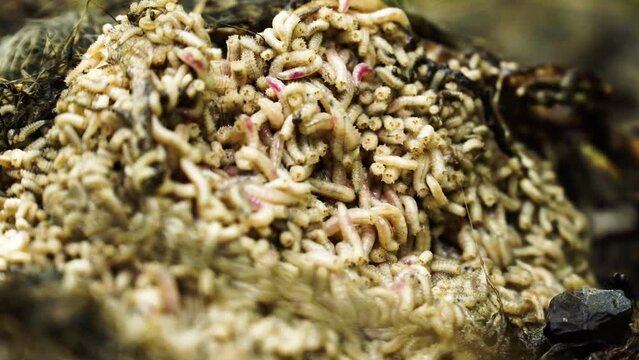 close up of Grave worms, death worm Larvae, caterpillars eating a rabbit corpse