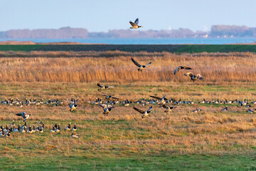 Nonnengänse am Bodden vor Zingst.