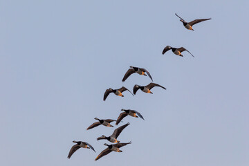 Nonnengänse im Flug.