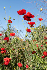 Wild blooming red poppies among green grass in rays of light