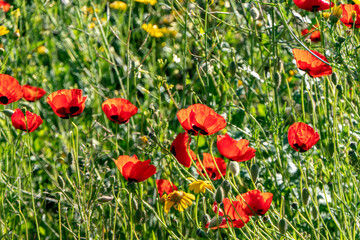 Fototapeta na wymiar Wild blooming red poppies among green grass in rays of light