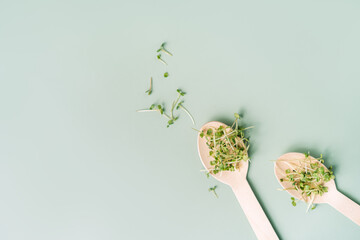 Young sprouts of microgreens on wooden spoons on green background.
