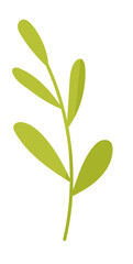 Botanical leaf branch