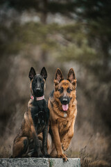 german shepherd dog  and Belgian Shepherd, puppy, sittingsitting on the ground