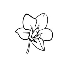 Line art clipart with Orchid flower, vector illustration