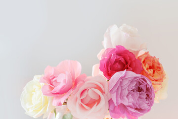 beautiful roses on white background close up