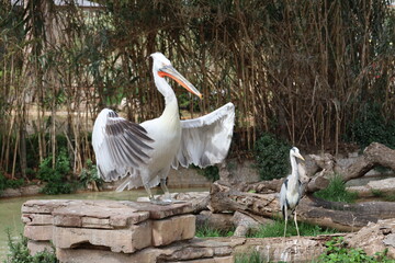 white pelicans in the nest