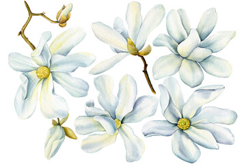 White magnolia flowers set on isolated background, watercolor flora for design. Spring magnolia blooming illustration