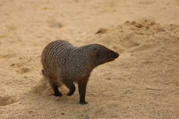 meerkat on the ground