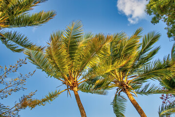 Tropical palms under a blue sunny sky