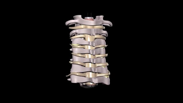 人体の頸椎の番号別赤色強調動画