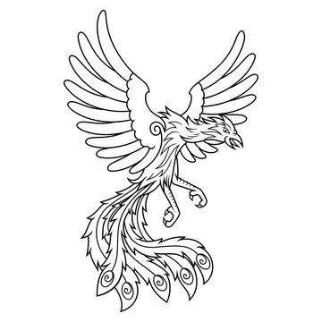 Hand drawn of phoenix line art