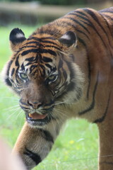 portrait of a tiger in the zoo