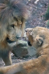 Obraz na płótnie Canvas lion and lioness in the zoo