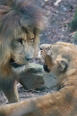 lion and lioness in the zoo