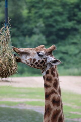 portrait of a giraffe in the zoo