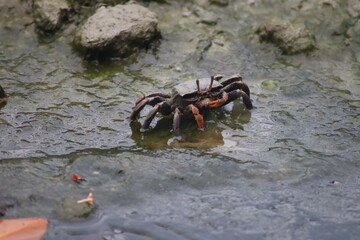 crab on the sand