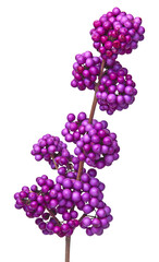 Baies de Callicarpa bodinieri en hiver	
