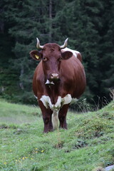 cow on the meadow in Austria