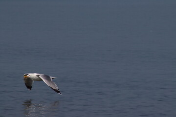 seagull flying above the sea in the Netherlands.
