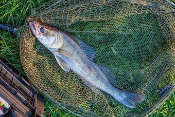 Zander portrait in landing net. Fishing concept, good catch - big freshwater zander fish on keepnet...
