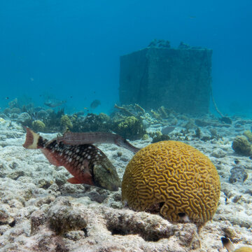coral reef bonair