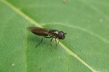 Closeup on the short Melanostoma mellinum grass hoverfly, sitting on a green leaf