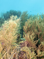 Naklejka na ściany i meble tropical soft corals