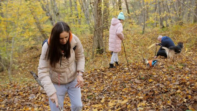 A family with children and dogs in the autumn forest are searching for mushrooms. Family active recreation.