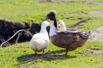 Group of dark and white geese standing on fresh green grass
