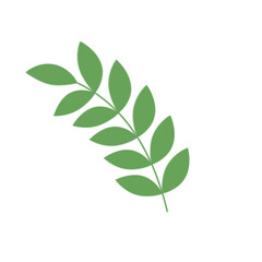 Green Leaf Illustration
