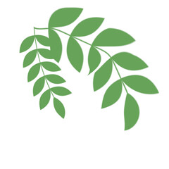 Green Leaf Illustration
