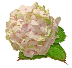 hortensias blanc, vert et rose	