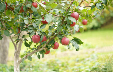Autumn day. Garden. In the frame ripe red apples on a tree. ripe red apples apples ready for harvest in the apple plantation