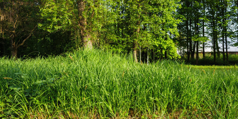 Fototapeta na wymiar grass in the woodland on a sunny day