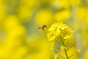 菜の花と蜜を集めて飛ぶミツバチ