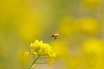 菜の花と蜜を集めて飛ぶミツバチ