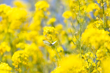 菜の花とモンシロチョウ