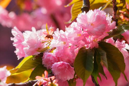 sakura blossom on a sunny day. spring garden background