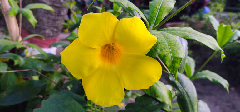 yellow iris flower, close photography of yellow flower, yellow flower in the garden 