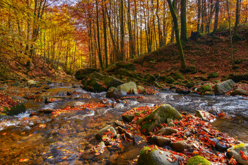 water stream in the beech woods. wonderful nature landscape in fall season. scenery with trees in autumn colors on a sunny day